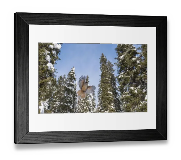 Framed Print : Siberian jay (Perisoreus infaustus) flying in coniferous forest