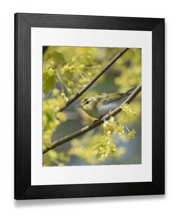 Framed Print : Wood warbler (Phylloscopus sibilatrix) perched on branch amongst blossom
