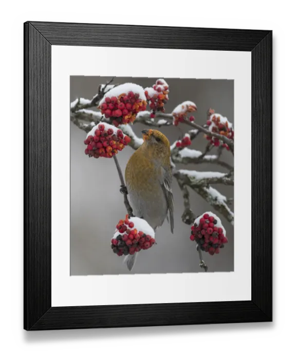 Framed Print : Pine grosbeak (Pinicola enucleator) female feeding on snow covered Rowan (Sorbus sp Framed Print : Pine grosbeak (Pinicola enucleator) female feeding on snow covered Rowan (Sorbus sp