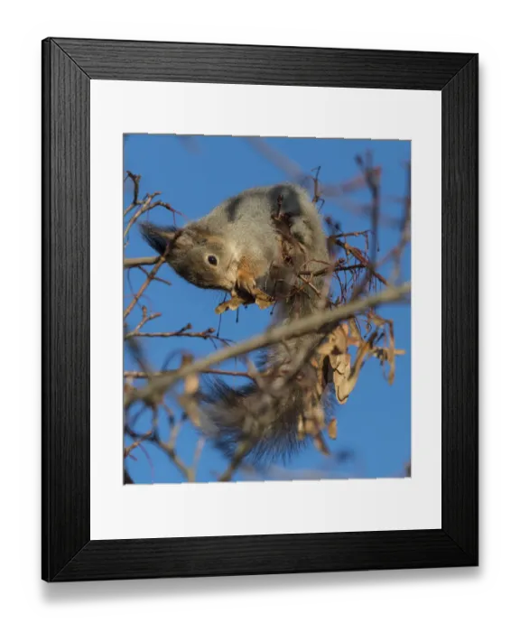 Framed Print : Red squirrel (Sciurus vulgaris) feeding on Maple (Acer sp) seeds in tree