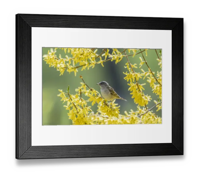 Framed Print : Barred warbler (Sylvia nisoria) male perched in tree, surrounded by yellow flowers Framed Print : Barred warbler (Sylvia nisoria) male perched in tree, surrounded by yellow flowers