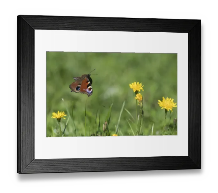 Framed Print : Peacock butterfly (Aglais io) flying over flowers. Finland. August Framed Print : Peacock butterfly (Aglais io) flying over flowers. Finland. August