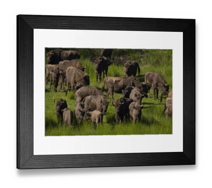 Framed Print : European bison (Bison bonasus) herd in grassland. Eriksberg Wildlife and Nature Park Framed Print : European bison (Bison bonasus) herd in grassland. Eriksberg Wildlife and Nature Park