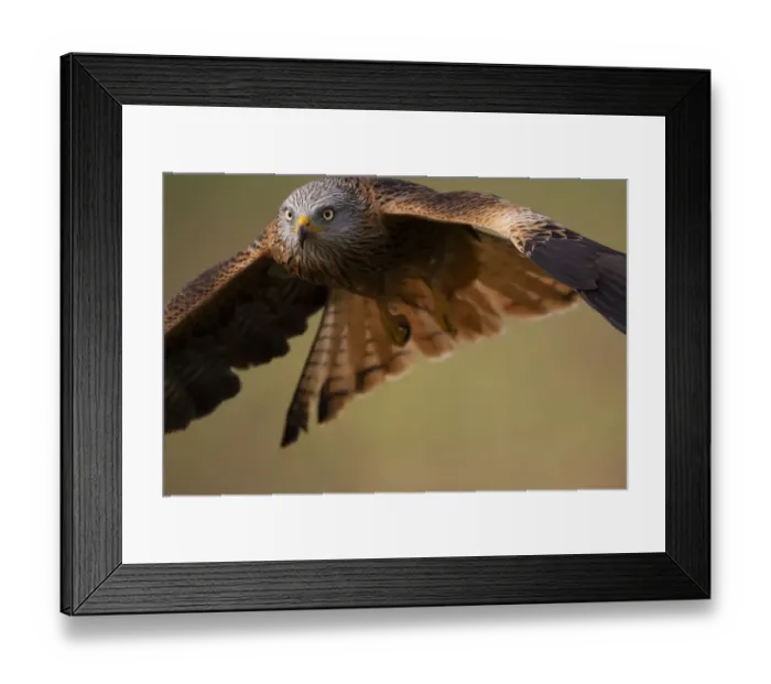 Framed Print : RF - Red kite (Milvus milvus) in flight. Calera y Chozas, Castile-La Mancha, Spain Framed Print : RF - Red kite (Milvus milvus) in flight. Calera y Chozas, Castile-La Mancha, Spain