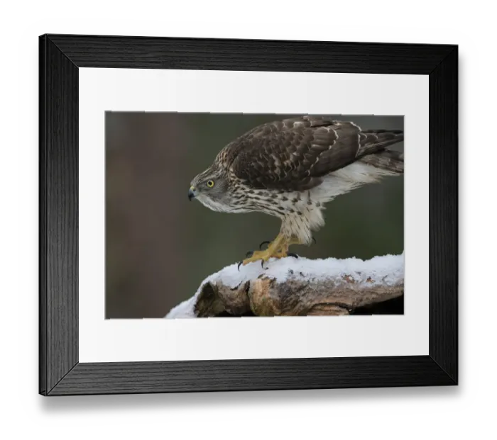 Framed Print : RF - Goshawk (Accipiter gentilis) juvenile on snow covered branch Framed Print : RF - Goshawk (Accipiter gentilis) juvenile on snow covered branch