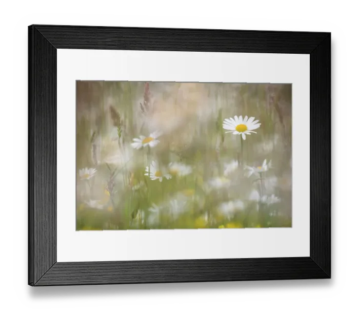 Framed Print : Oxeye daisies (Leucanthemum vulgare) in upland hay meadow, Northumberland National Park, UK, June Framed Print : Oxeye daisies (Leucanthemum vulgare) in upland hay meadow, Northumberland National Park, UK, June