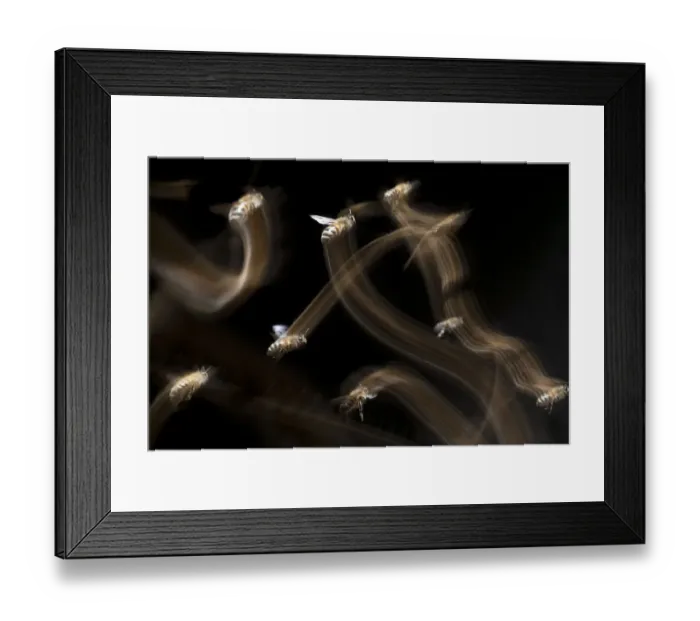 Framed Print : Honey bee (Apis mellifera) flying close to hive entrance, with flight trails visible Framed Print : Honey bee (Apis mellifera) flying close to hive entrance, with flight trails visible