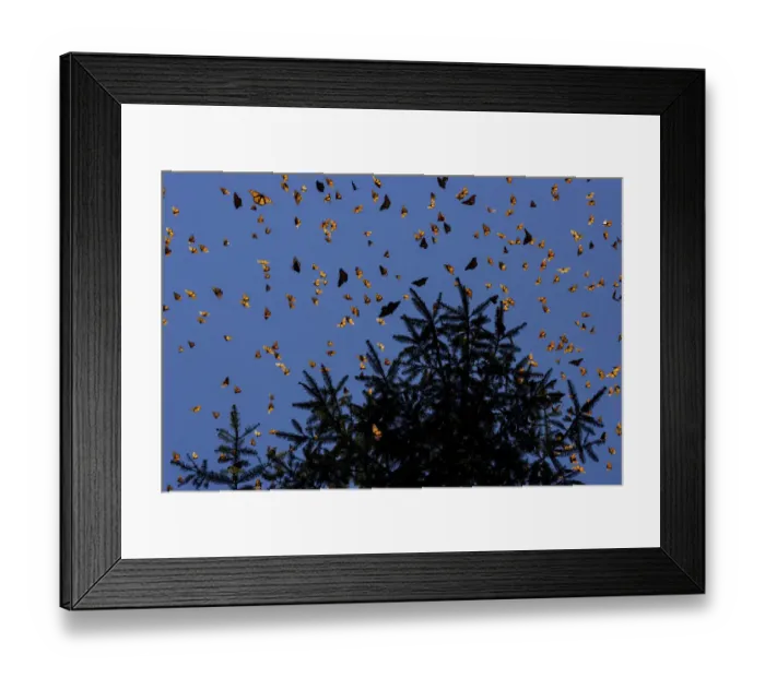Framed Print : Monarch butterflies (Danaus plexippus) flying during a warm morning Framed Print : Monarch butterflies (Danaus plexippus) flying during a warm morning