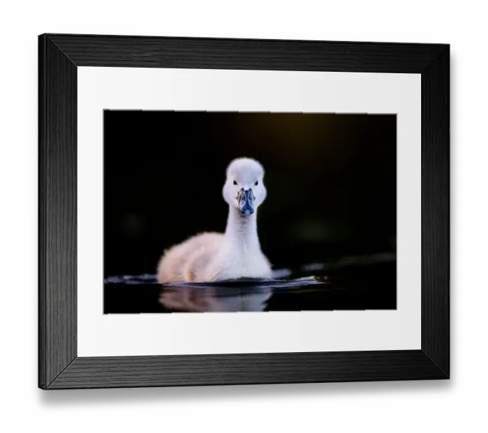 Framed Print : Mute swan (Cygnus olor) cygnet swimming. Richmond Park, London, UK. May Framed Print : Mute swan (Cygnus olor) cygnet swimming. Richmond Park, London, UK. May