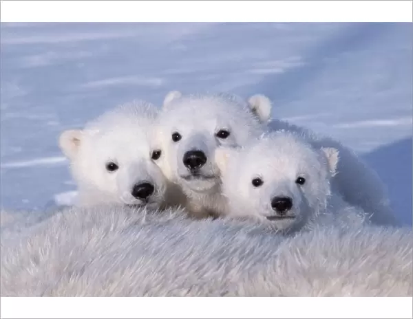 Polar bear cubs (Ursus maritimus) triplets age 2-3 months next to their mother