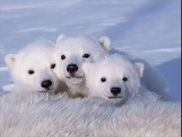 Polar bear cubs (Ursus maritimus) triplets age 2-3 months next to their mother