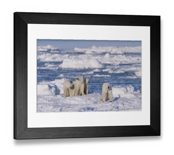 Framed Print : Polar bear (right, foreground) female and her triplets age 23-months triplets, Hudson Bay Framed Print : Polar bear (right, foreground) female and her triplets age 23-months triplets, Hudson Bay