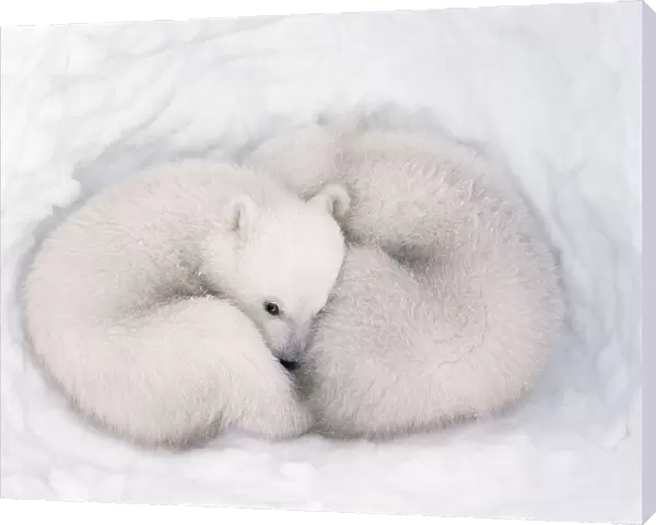 Polar bear (Ursus maritimus) cubs, age 2-3 months, in den, Wapusk National Park, Manitoba, Canada. March