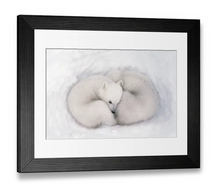 Framed Print : Polar bear (Ursus maritimus) cubs, age 2-3 months, in den, Wapusk National Park, Manitoba, Canada. March Framed Print : Polar bear (Ursus maritimus) cubs, age 2-3 months, in den, Wapusk National Park, Manitoba, Canada. March
