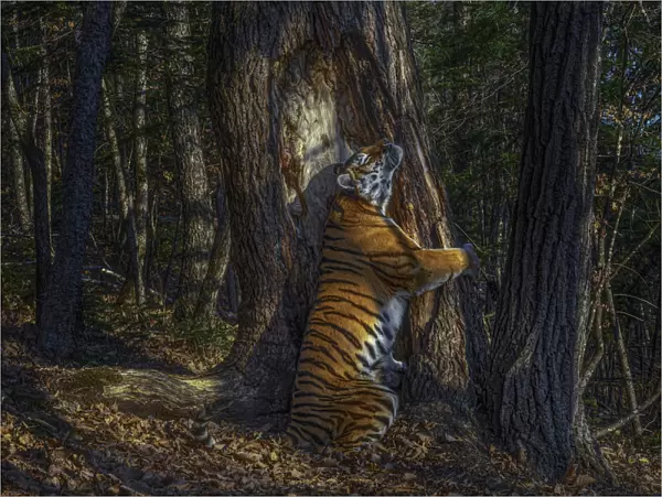 Siberian tiger (Panthera tigris altaica) female territorial marking by rubbing cheek