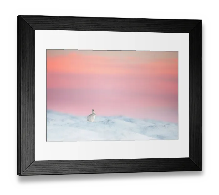 Framed Print : Mountain hare (Lepus timidus) on snow covered moorland at last light, Derbyshire, UK Framed Print : Mountain hare (Lepus timidus) on snow covered moorland at last light, Derbyshire, UK