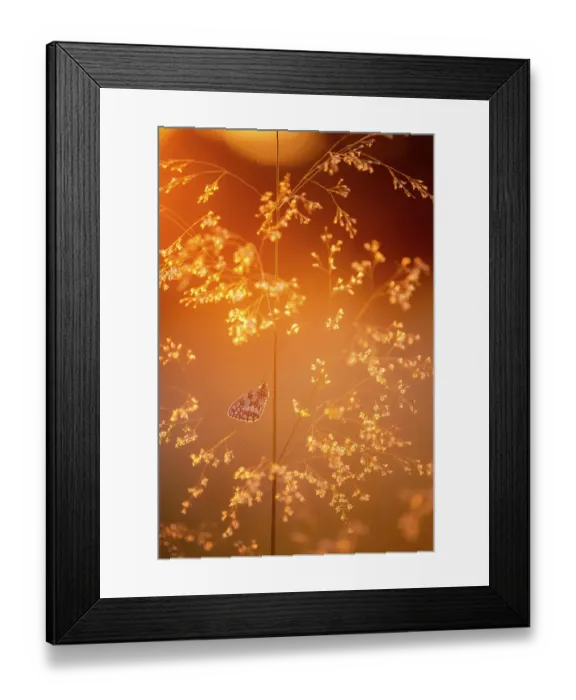 Framed Print : Marbled white butterfly (Melanargia galathea) roosting among tall grasses at sunrise and bathed in warm, early morning sunlight, Volehouse Moor, Devon, UK. July Framed Print : Marbled white butterfly (Melanargia galathea) roosting among tall grasses at sunrise and bathed in warm, early morning sunlight, Volehouse Moor, Devon, UK. July