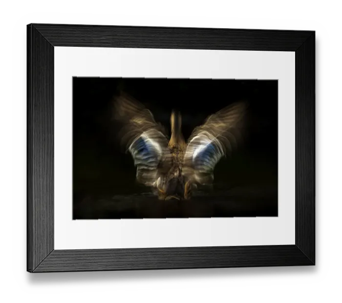 Framed Print : Mallard (Anas platyrhynchos) shaking its wings with slow shutter speed to reveal movement Framed Print : Mallard (Anas platyrhynchos) shaking its wings with slow shutter speed to reveal movement