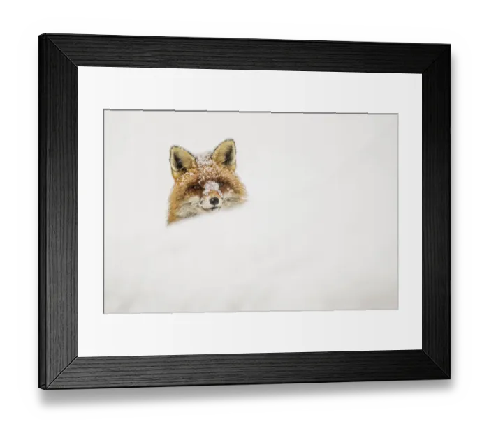 Framed Print : European red fox (Vulpes vulpes) peeking out of a snow bank Framed Print : European red fox (Vulpes vulpes) peeking out of a snow bank