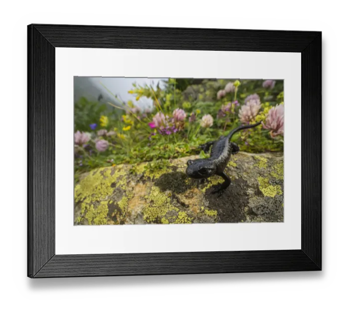 Framed Print : Lanzas salamander (Salamandra lanzai), endemic to Cottian Alps, Monviso massif Framed Print : Lanzas salamander (Salamandra lanzai), endemic to Cottian Alps, Monviso massif