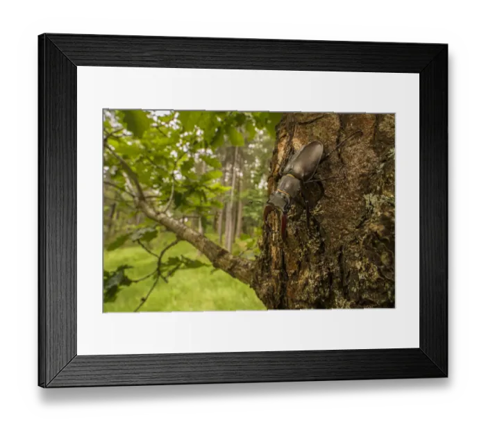 Framed Print : Stag beetle (Lucanus cervus), adult male on oak tree, Italy Framed Print : Stag beetle (Lucanus cervus), adult male on oak tree, Italy