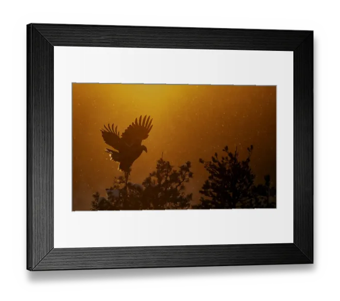Framed Print : Golden Eagle adult (Aquila chrysaetos) silhouetted in tree after sunset, Kuusamo Framed Print : Golden Eagle adult (Aquila chrysaetos) silhouetted in tree after sunset, Kuusamo