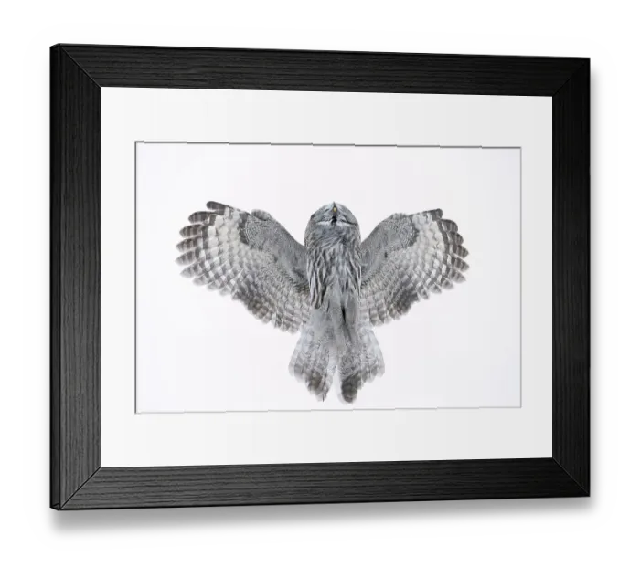 Framed Print : Great Grey Owl (Strix nebulosa) flying directly overhead, Kuhmo Finland February Framed Print : Great Grey Owl (Strix nebulosa) flying directly overhead, Kuhmo Finland February