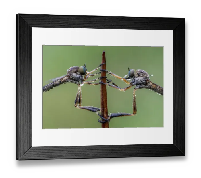 Framed Print : Striped Slender Robberflies (Leptogaster cylindrica) Ledston, Yorkshire, June Framed Print : Striped Slender Robberflies (Leptogaster cylindrica) Ledston, Yorkshire, June