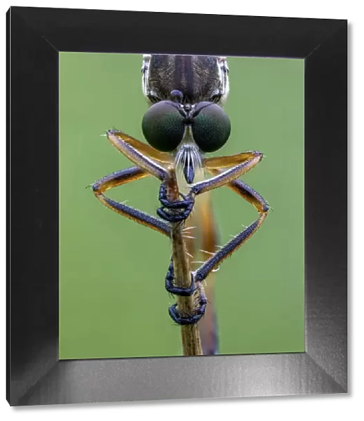 Striped Slender Robberfly (Leptogaster cylindrica) Ledston, Yorkshire, July