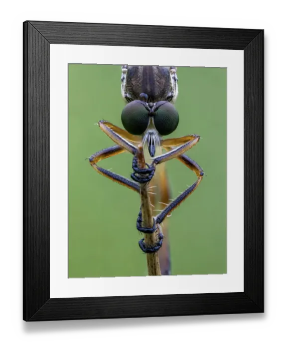 Framed Print : Striped Slender Robberfly (Leptogaster cylindrica) Ledston, Yorkshire, July Framed Print : Striped Slender Robberfly (Leptogaster cylindrica) Ledston, Yorkshire, July