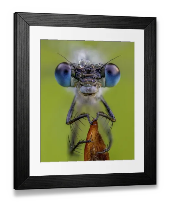Framed Print : Portrait of a Emerald damselfly (Lestes sponsa) Yorkshire, August. Focus stacked image Framed Print : Portrait of a Emerald damselfly (Lestes sponsa) Yorkshire, August. Focus stacked image