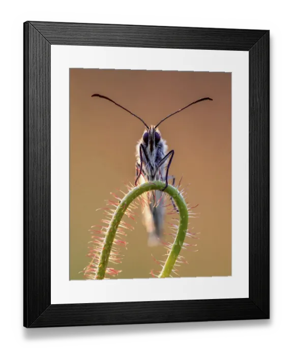 Framed Print : Marbled white butterfly (Melanargia galathea) photographed in early morning light Framed Print : Marbled white butterfly (Melanargia galathea) photographed in early morning light