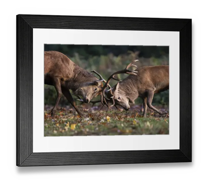 Framed Print : Red Deer (Cervus elaphus) stags fighting during the rutting season Framed Print : Red Deer (Cervus elaphus) stags fighting during the rutting season