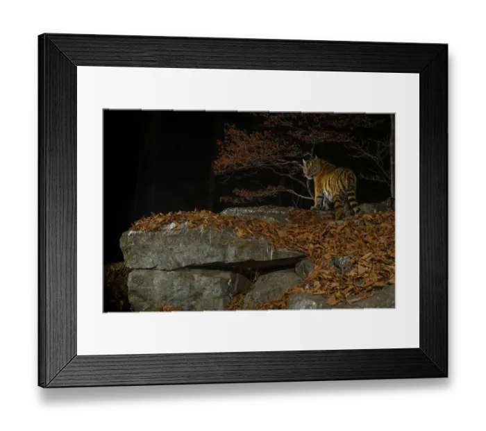 Framed Print : Siberian tiger (Panthera tigris altaica) at night, taken with remote camera in Land of Framed Print : Siberian tiger (Panthera tigris altaica) at night, taken with remote camera in Land of