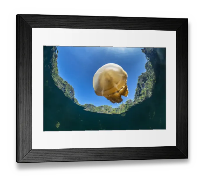 Framed Print : Stingless golden jellyfish (Mastigias sp. ) in a landlocked marine lake in the middle of Framed Print : Stingless golden jellyfish (Mastigias sp. ) in a landlocked marine lake in the middle of
