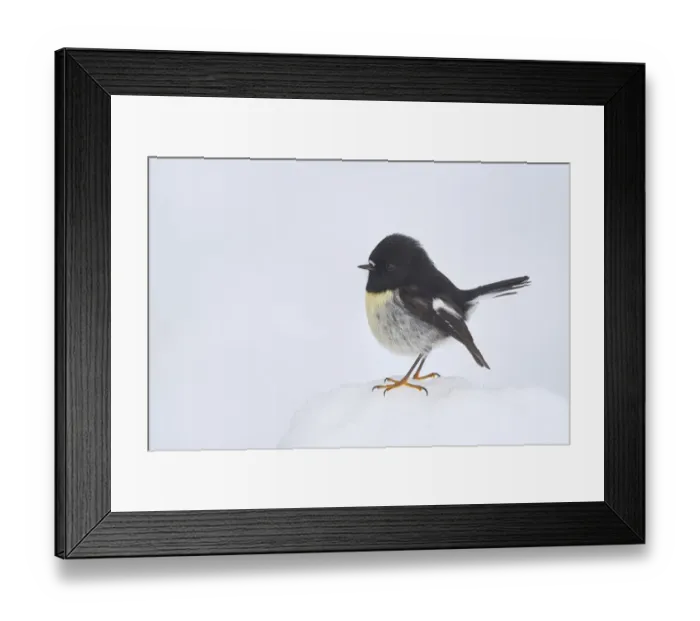 Framed Print : South Island tomtit (Petroica macrocephala macrocephala) male in snow Framed Print : South Island tomtit (Petroica macrocephala macrocephala) male in snow