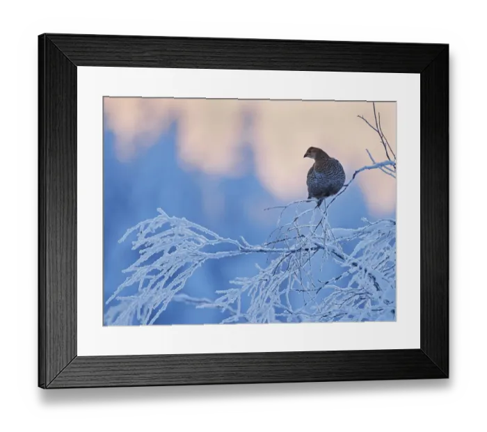 Framed Print : Black Grouse female (Lyrurus tetrix) perched on frost covered branch, Suomussalmi Finland Framed Print : Black Grouse female (Lyrurus tetrix) perched on frost covered branch, Suomussalmi Finland