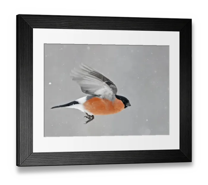 Framed Print : Bullfinch (Pyrrhula pyrrhula) in flight, Kuusamo, Finland, March Framed Print : Bullfinch (Pyrrhula pyrrhula) in flight, Kuusamo, Finland, March