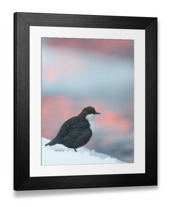 Framed Print : Dipper (Cinclus cinclus) with bokeh at sunrise, Kuusamo, Finland, December Framed Print : Dipper (Cinclus cinclus) with bokeh at sunrise, Kuusamo, Finland, December