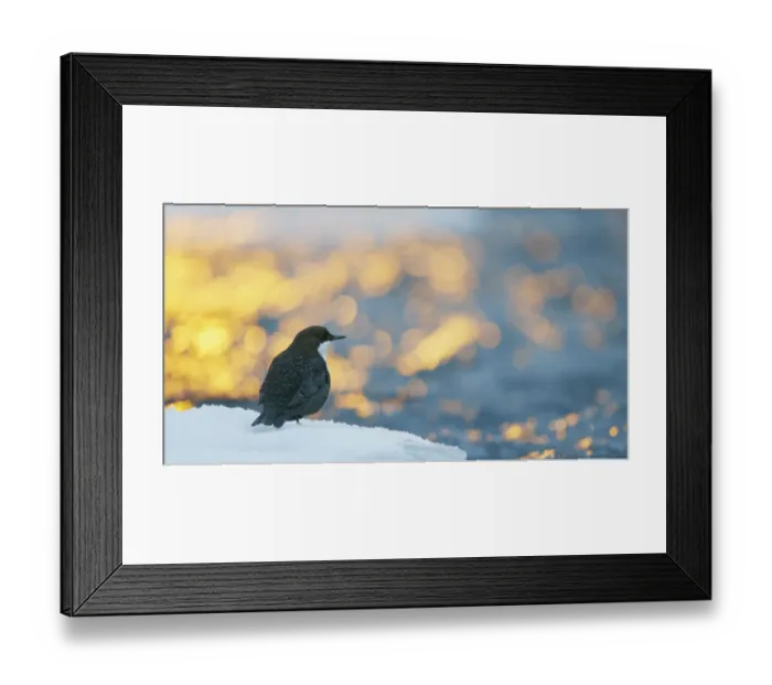 Framed Print : Dipper (Cinclus cinclus) with bokeh at sunrise, Kuusamo, Finland, December Framed Print : Dipper (Cinclus cinclus) with bokeh at sunrise, Kuusamo, Finland, December