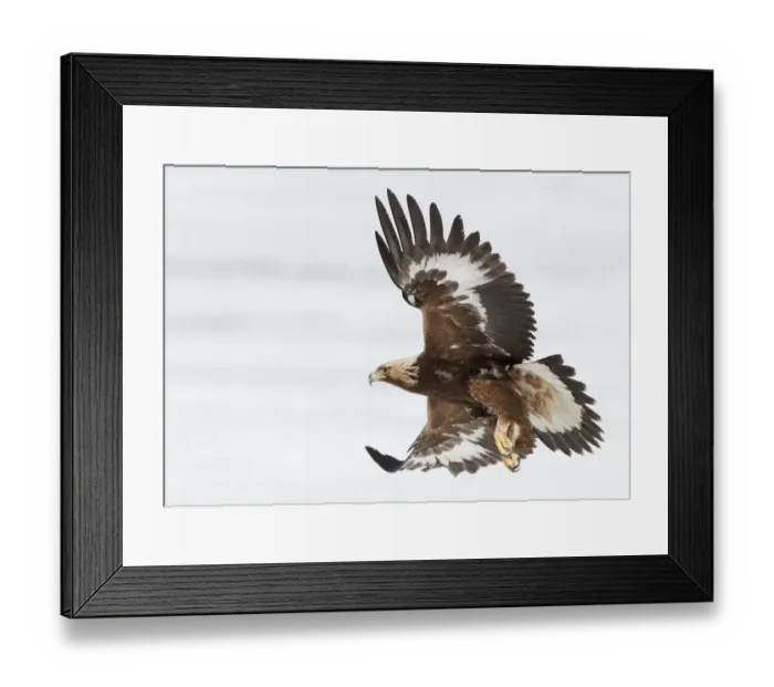 Framed Print : Golden eagle (Aquila chrysaetos) Sodankyla, Lokka, Finland, April Framed Print : Golden eagle (Aquila chrysaetos) Sodankyla, Lokka, Finland, April