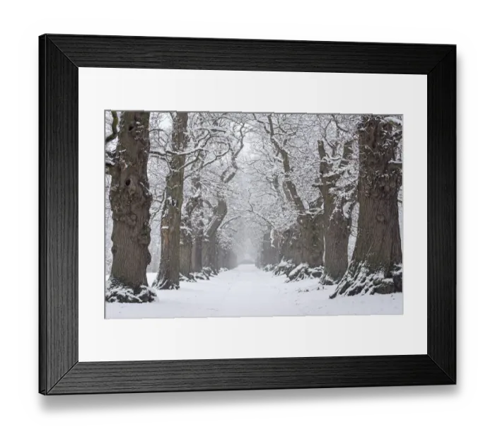 Framed Print : Country lane lined with 200 year old sweet chestnut trees (Castanea sativa