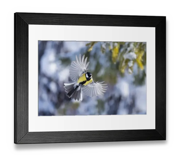 Framed Print : Great tit (Parus major) male in flight, Parus major, winter, Bavaria, Germany, February Framed Print : Great tit (Parus major) male in flight, Parus major, winter, Bavaria, Germany, February