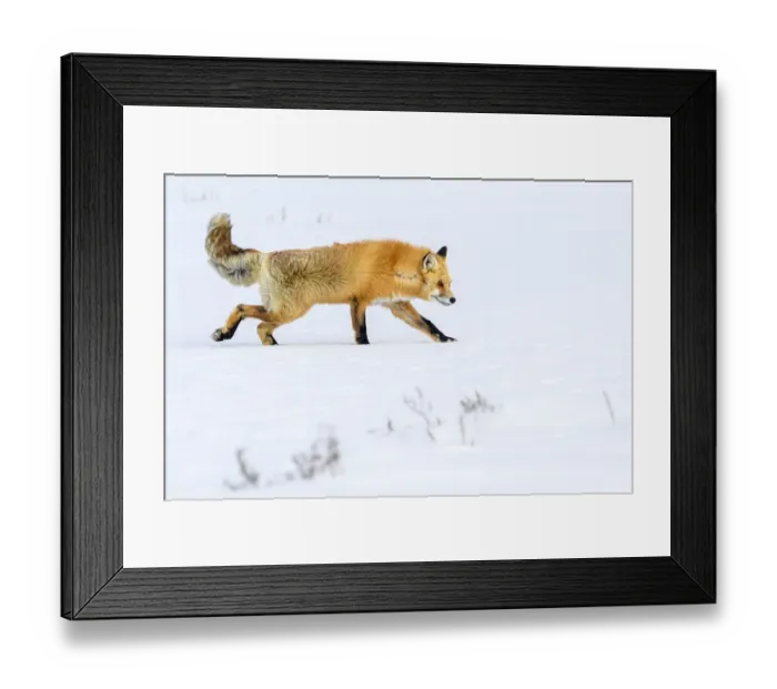 Framed Print : Red fox (Vulpes vulpes) walking through deep winter snow. Hayden Valley, Yellowstone, USA Framed Print : Red fox (Vulpes vulpes) walking through deep winter snow. Hayden Valley, Yellowstone, USA