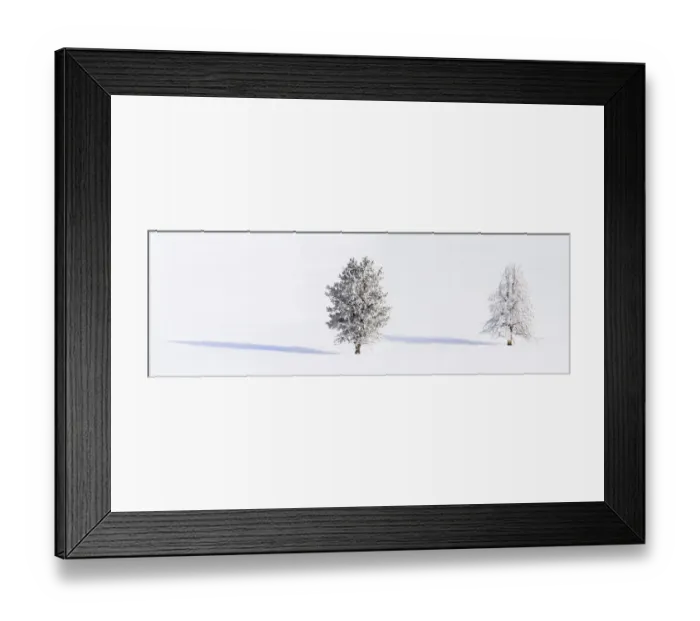 Framed Print : RF - Lodgepole pines (Pinus contorta) covered in heavy early morning hoar frost
