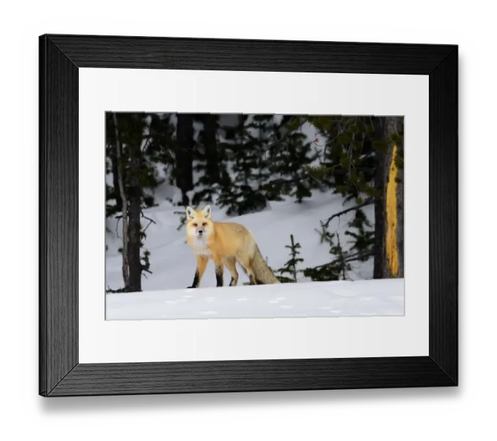 Framed Print : RF - Red fox (Vulpes vulpes) on the edge of coniferous forest Framed Print : RF - Red fox (Vulpes vulpes) on the edge of coniferous forest