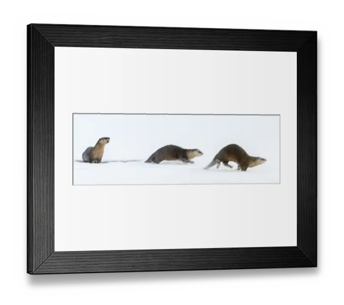 Framed Print : RF - North American river otters (Lontra canadensis) (probably female with two juveniles