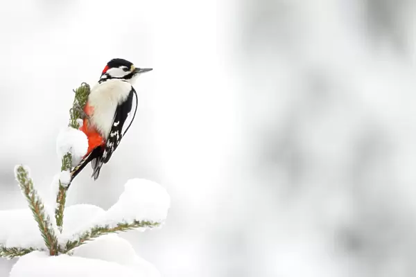 Great Spotted Woodpecker in snow (Dendrocopos major), Scotland, February