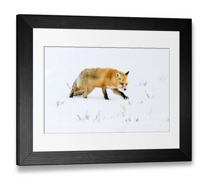 Framed Print : RF - Red fox (Vulpes vulpes) walking through deep winter snow Framed Print : RF - Red fox (Vulpes vulpes) walking through deep winter snow