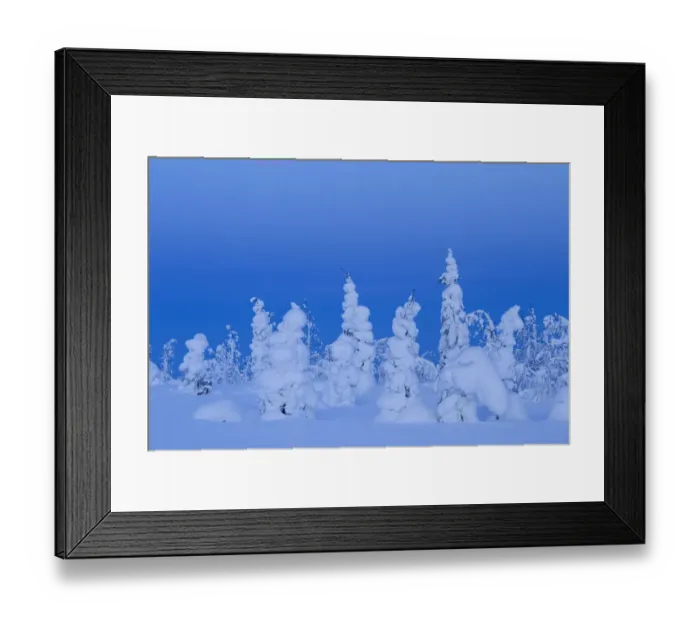 Framed Print : Coniferous trees under a thick layer of frozen snow, Northern Finland, February Framed Print : Coniferous trees under a thick layer of frozen snow, Northern Finland, February